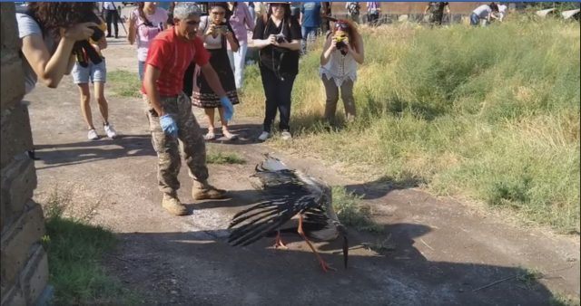 Արագիլներին այս վիճակին հասցրած տնտեսվարողները պետք է հայտնաբերվեն և պատժվեն