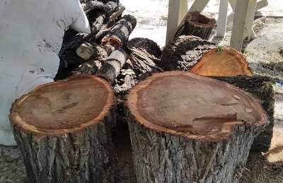 Երևանում 27 ծիրանենի են կտրել