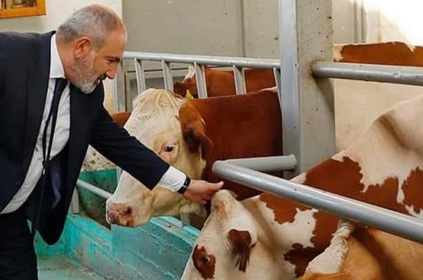 Ձեռով կթել չկա՞...էս ո՞րձ ա, թե՞ էգ..․Փաշինյանն՝ անասնագոմում